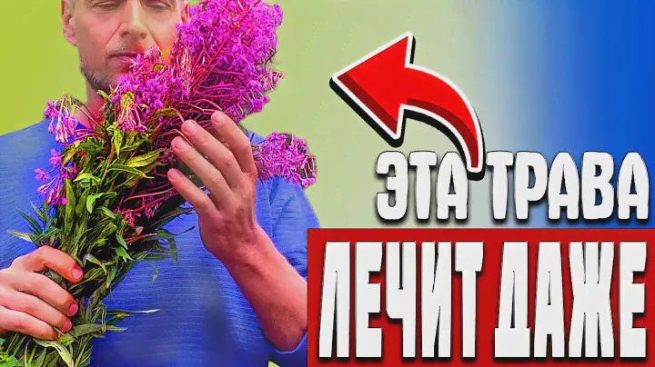И даже ЭТУ БОЛЕЗНЬ ЛЕЧИТ эта трава. Всего 1 кружка... Польза для мужчин и женщин иван-чая. Кипрей